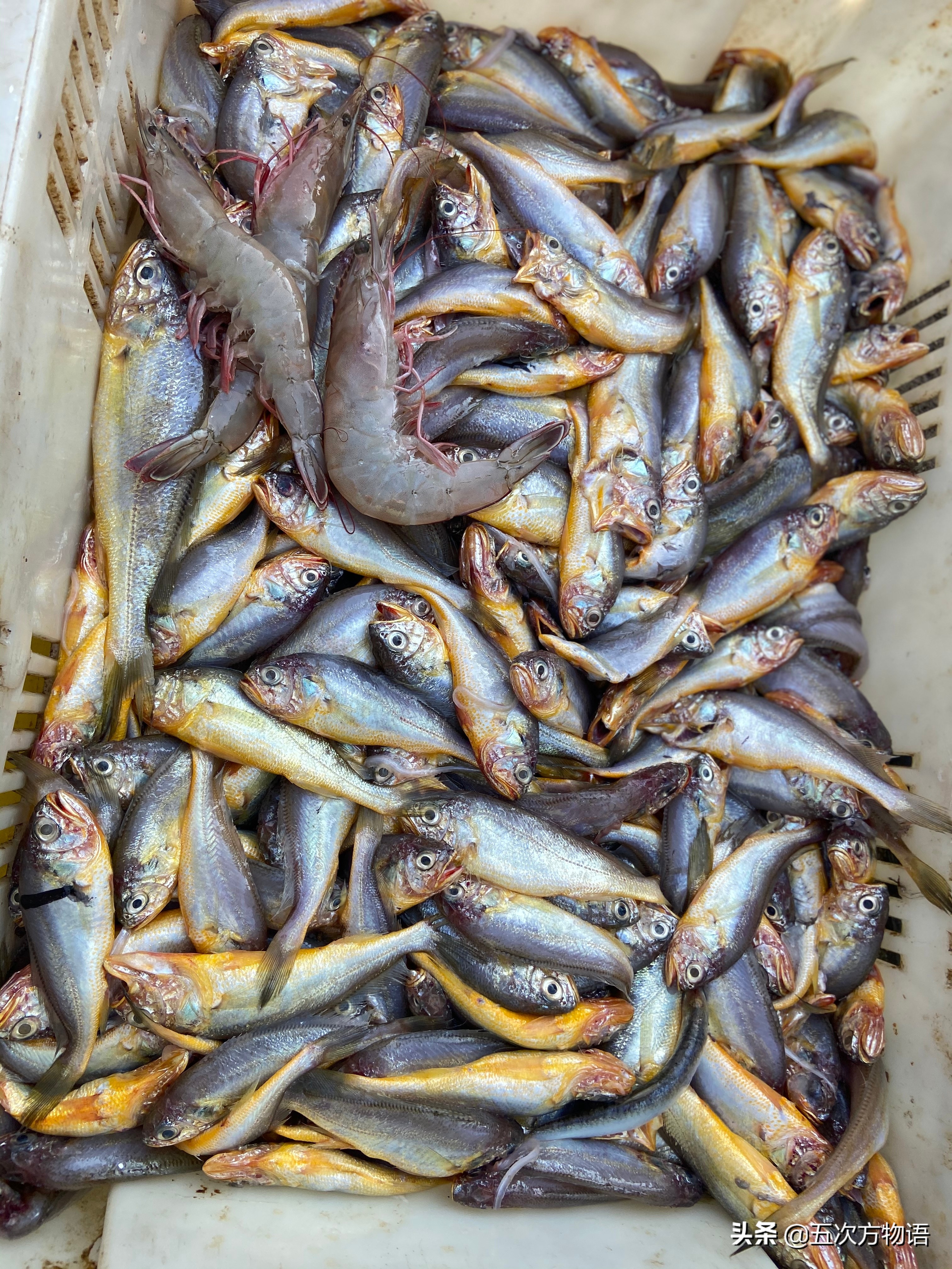 青岛开海了吃点什么海鱼好呢,去青岛吃哪些海鱼推荐