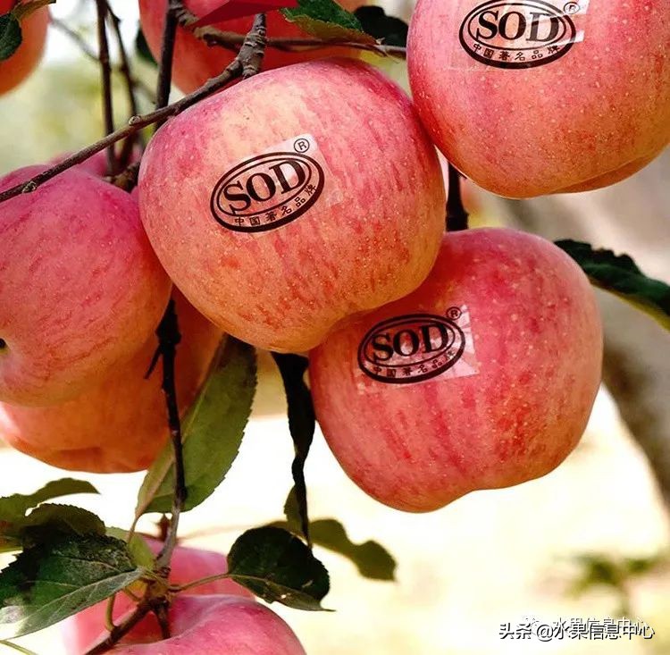 国内最好的苹果品种排行榜前十名,响富苹果和元富红苹果哪个品种好