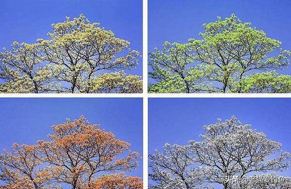 鲤鱼为什么在南方不受待见,东北的鲤鱼为啥跟南方的不一样