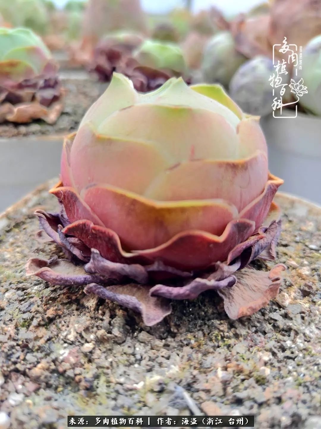 独爱玫瑰与法师！解密金老板和他的屋顶御花园