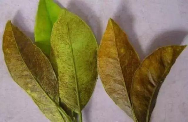 冬季柑橘成熟期红蜘蛛防治,柑橘黄蜘蛛防治技术