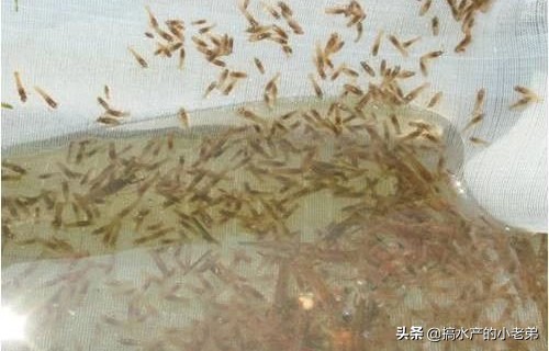 小龙虾养殖技术与推广,养殖小龙虾从投苗到出虾