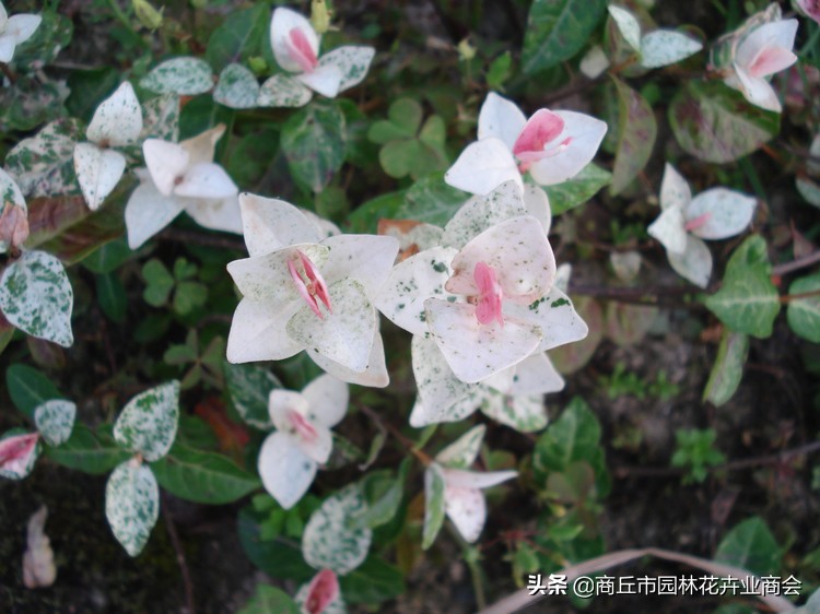 花叶络石，叶子五彩斑斓十分好看，教你如何养护