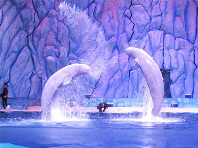 广州长隆珠海3天2夜亲子游攻略,带孩子去珠海长隆玩一天够吗