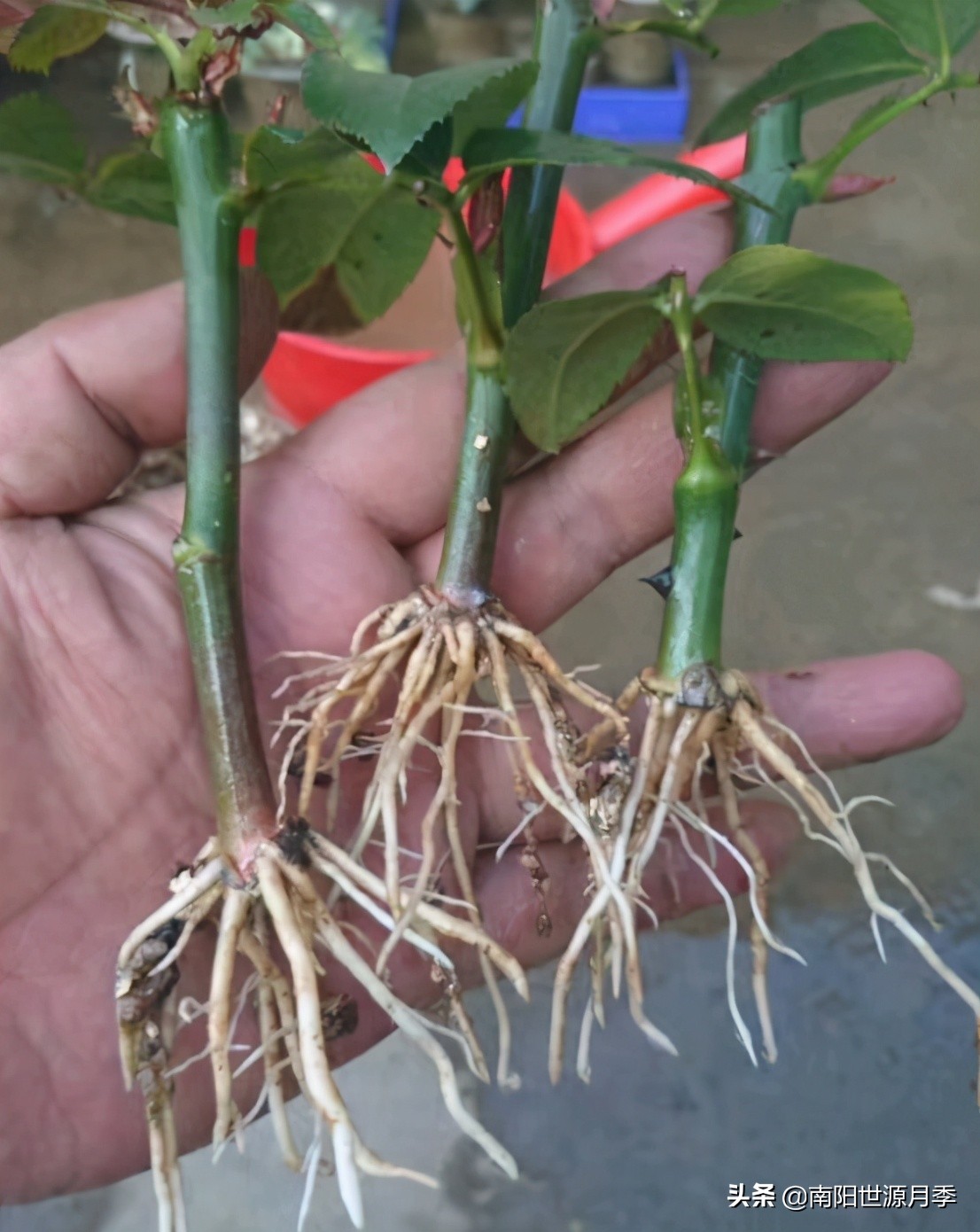 扦插小苗存活率百分之百的方法,扦插2.0撞墙法原理