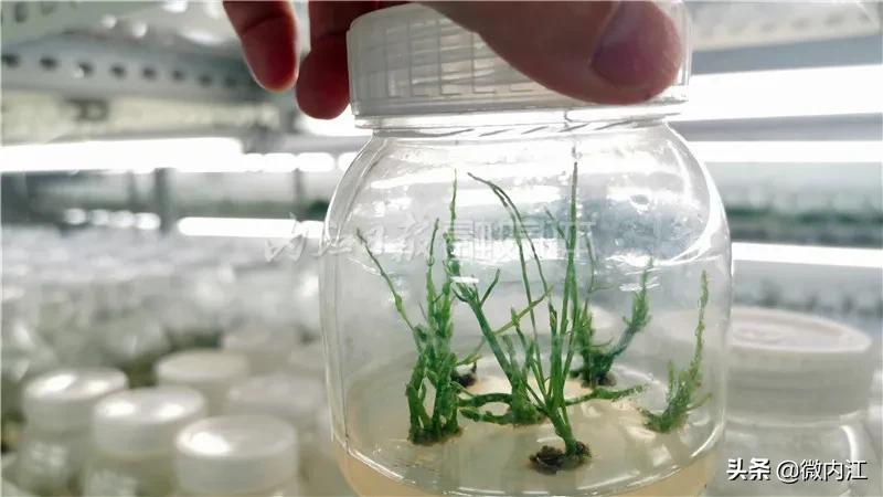 厉害发明专利,厉害了中国的技术