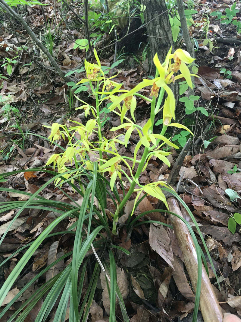 蕙兰怎么养出花苞,蕙兰长花苞怎样养护