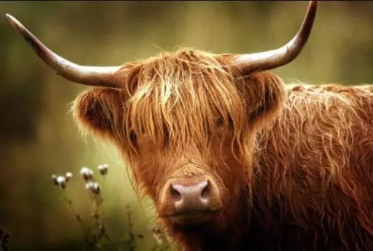 英国与苏格兰旅游,英国苏格兰旅行