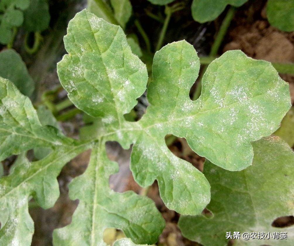 症状相似的*粉白**病和霜霉病常发生、易混淆，如何辨别？如何防治？