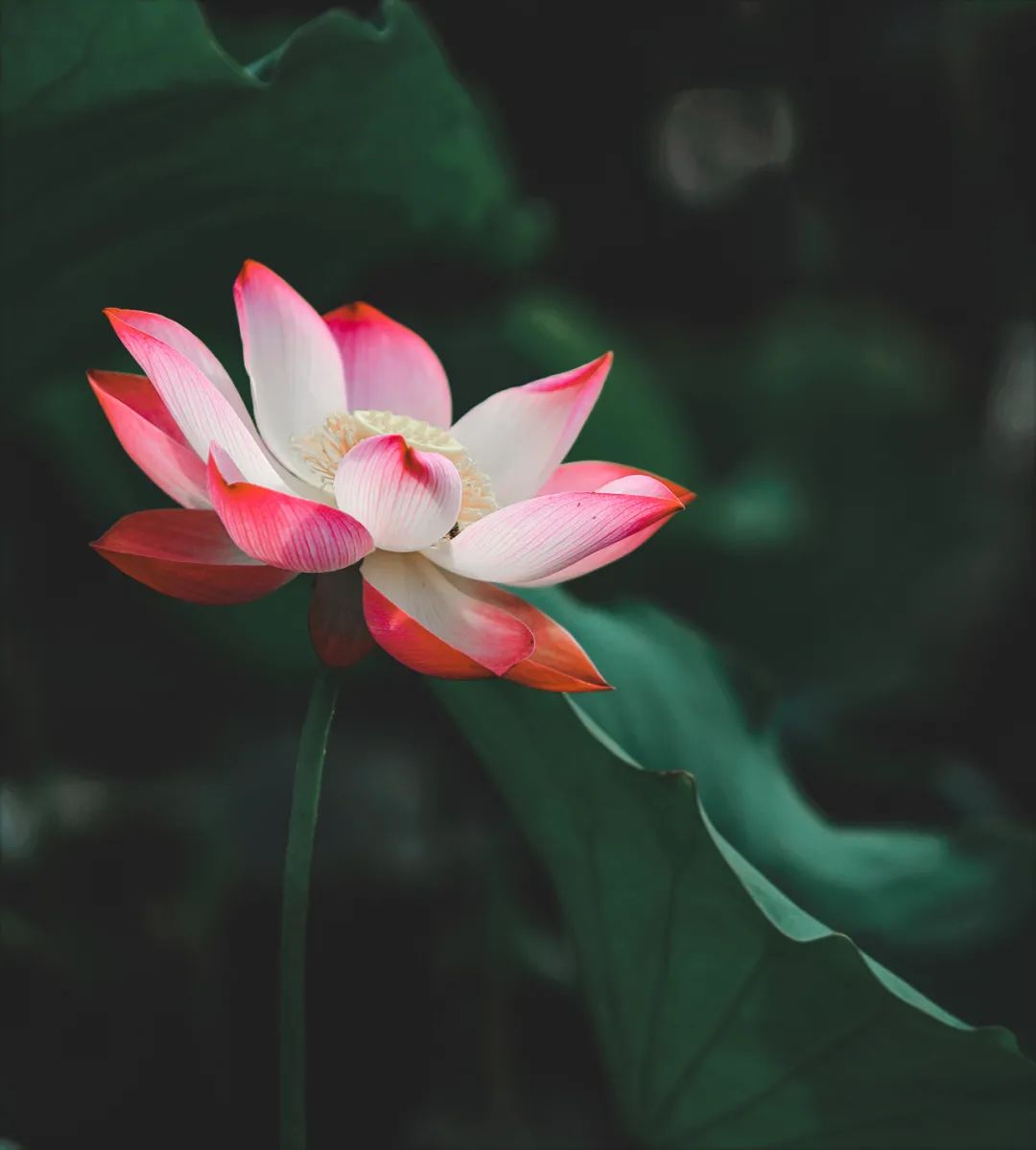 航拍荷花调色技巧图解大全,超简单国画入门教学荷花调色