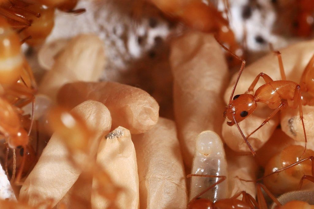 蓖麻种子怎么传播,蓖麻是怎样传播种子的