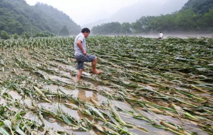 正月逢三亥猪当黄金卖啥意思,正月逢三亥猪当黄金卖什么意思