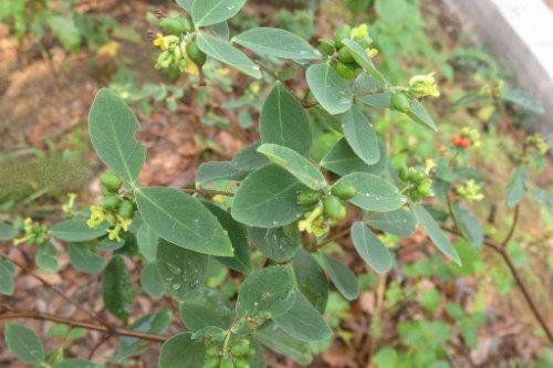 【食药科普大讲堂】不看不知道！岭南宝藏中药材图鉴（三）