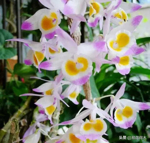 叠鞘石斛与铁皮石斛的区别,肿节石斛和大苞鞘石斛的不同