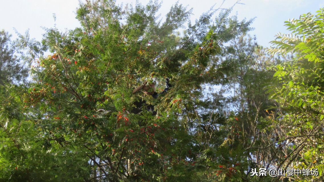 红豆杉果子几年成熟,红豆杉果实不红