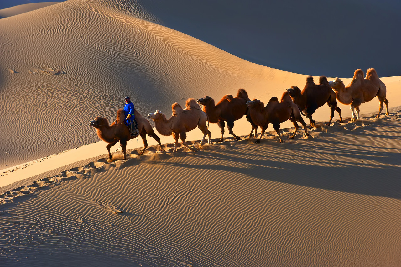 骆驼奶卖多少钱,驼奶正在成为消费新宠