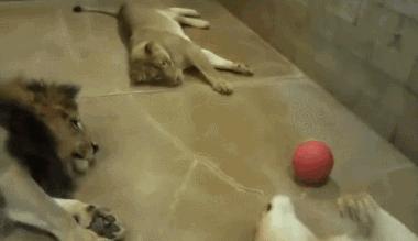 闺蜜生日送蛋糕还是送礼物呢,闺蜜过生日给他送什么零食好呢