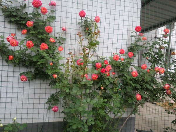 最适合做花墙的四季开花藤本月季,适合做花墙的藤本月季推荐