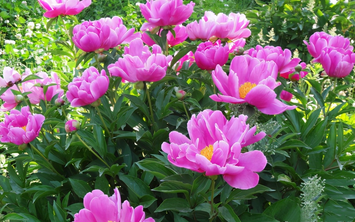 4月牡丹美景,十堰看牡丹花的地方