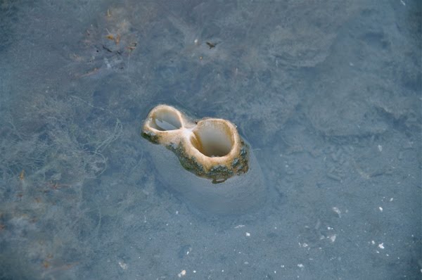 象拔蚌我们走,象拔蚌的图片