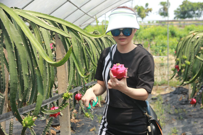 吴培先：重庆水果种植“一姐”的变与不变