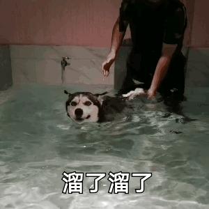 狗狗第一次来姨妈很肿,狗狗第一次来姨妈拉肚子