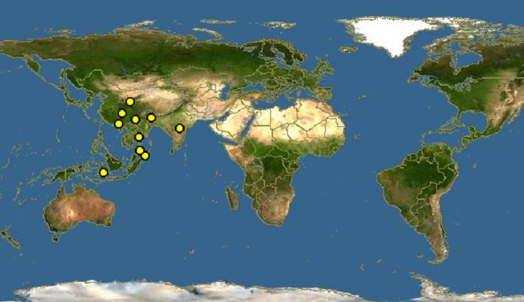 市区街头惊现一头野猪,惊现一头大野猪