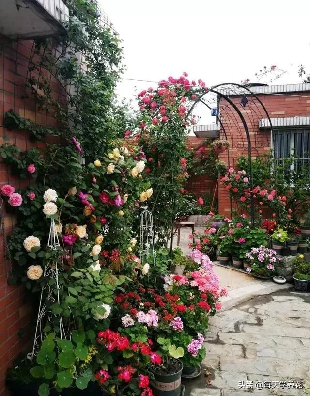 懒人养花营养土配方,路边捡的营养土