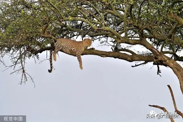 豹捕杀瞪羚,豹子捕杀瞪羚