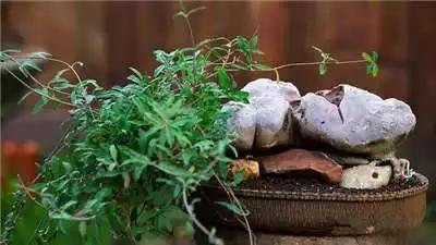 多肉大师手绘花盆,多肉顶级玩家