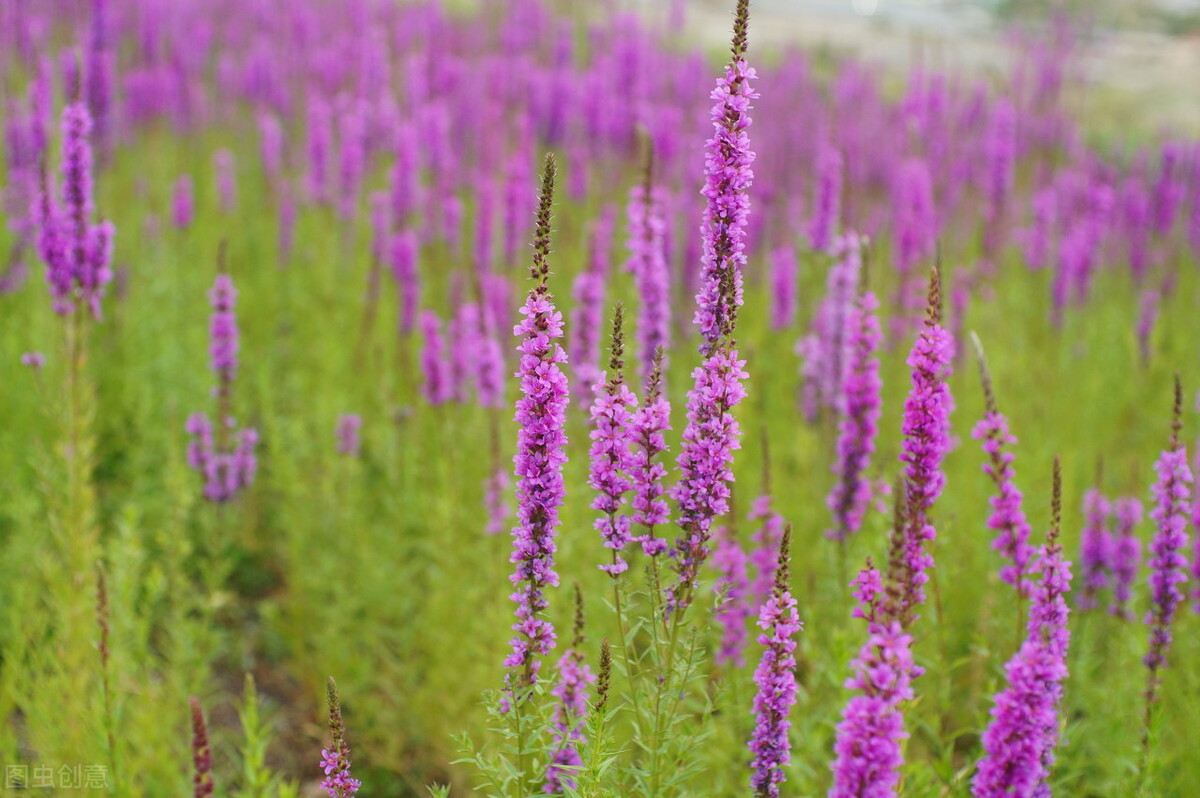 园林人需要知道的85个花卉知识,园林花卉的种类及图片