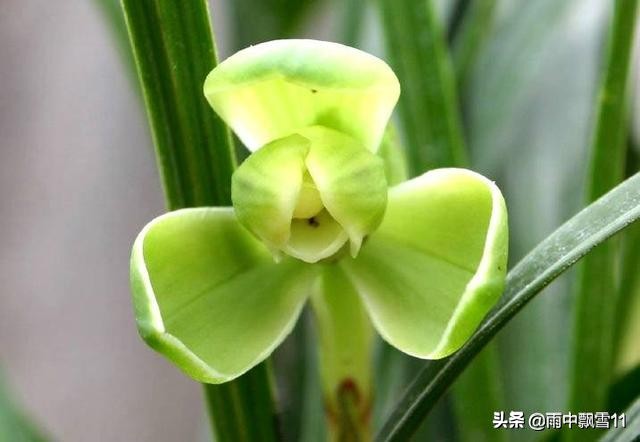 兰花养几年不开花是怎么回事,养护两年的兰花不开花是什么原因