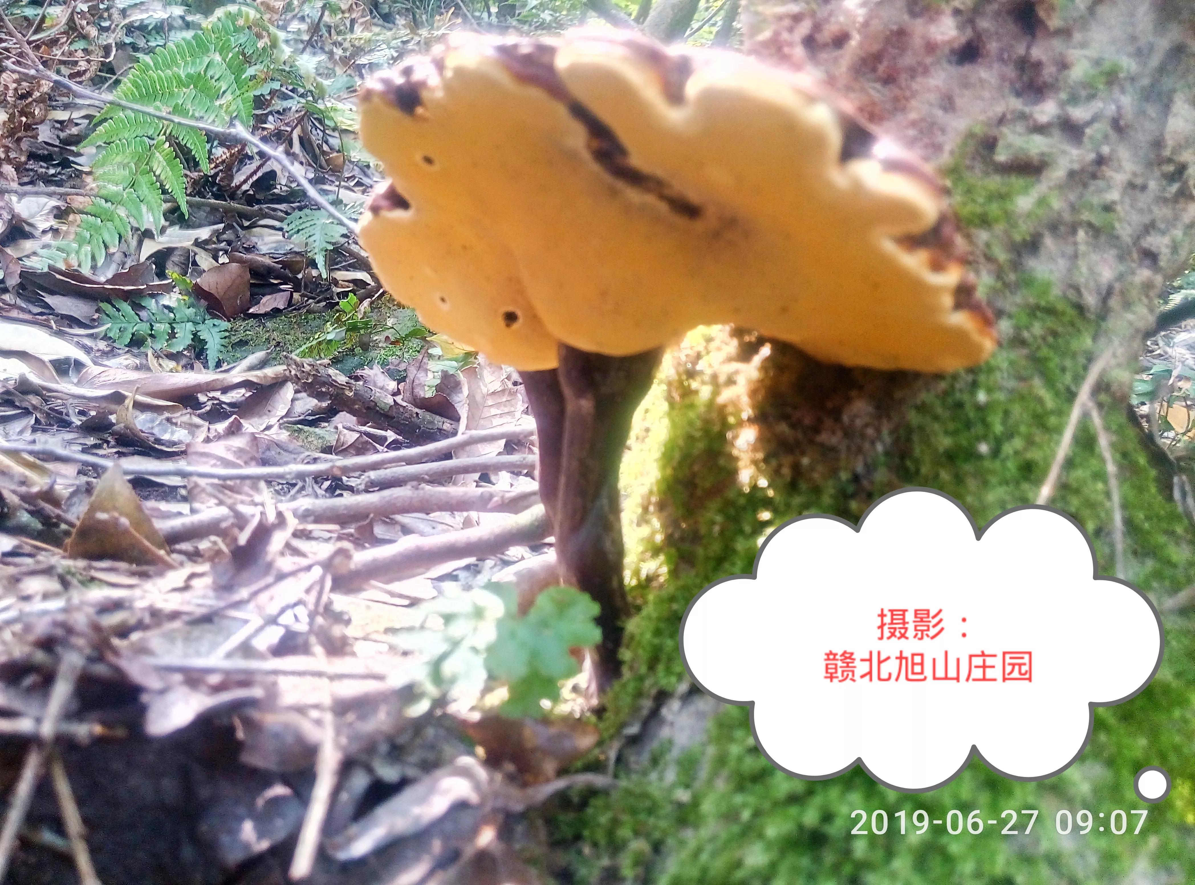 江西省赣北旭山庄园,灵芝旭山庄园