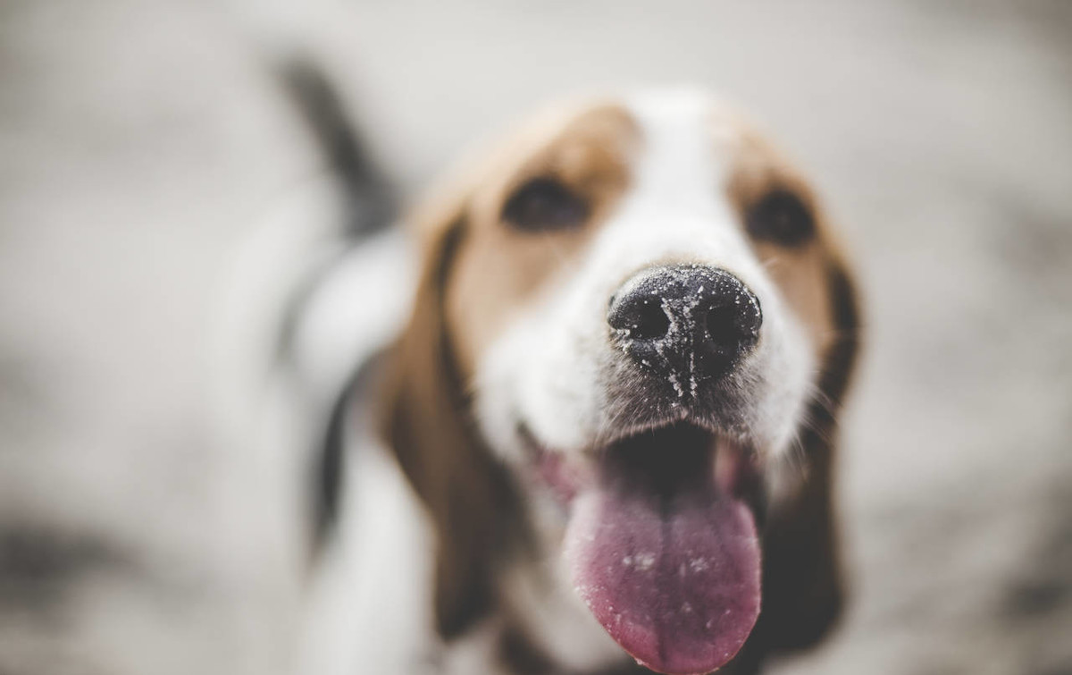 狗生仔要注意些什么,老狗生小狗要什么条件