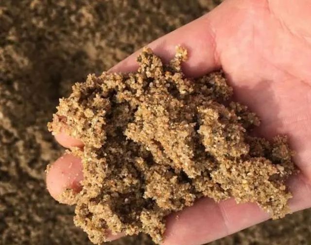 薄荷剪掉插土里放阳光下吗,夏天用不用给薄荷剪枝