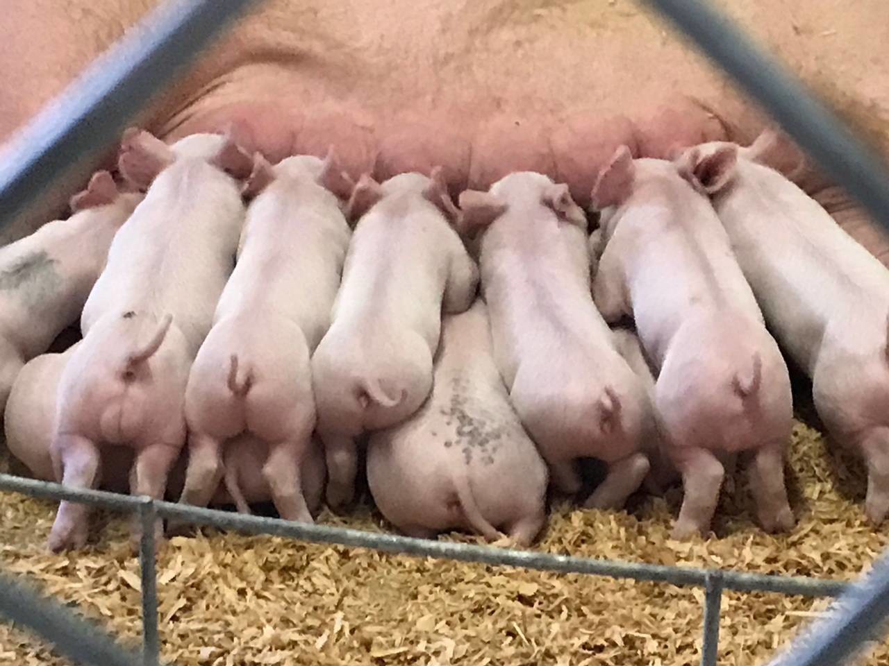 母猪产程延长的原因有哪些,母猪因产程过长而不吃怎么办