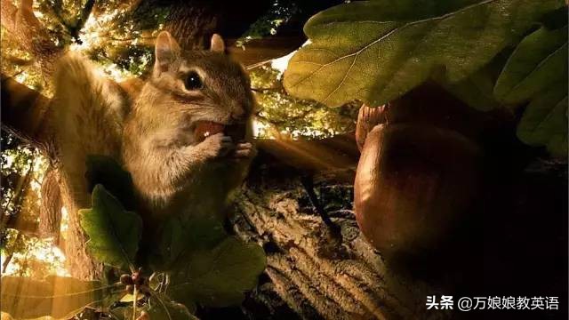 儿童英语纪录片推荐排行榜前十名,适合儿童英语启蒙的纪录片
