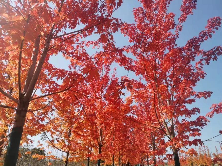 湖南橘子洲头旅游攻略,国庆节长沙市橘子洲旅游攻略