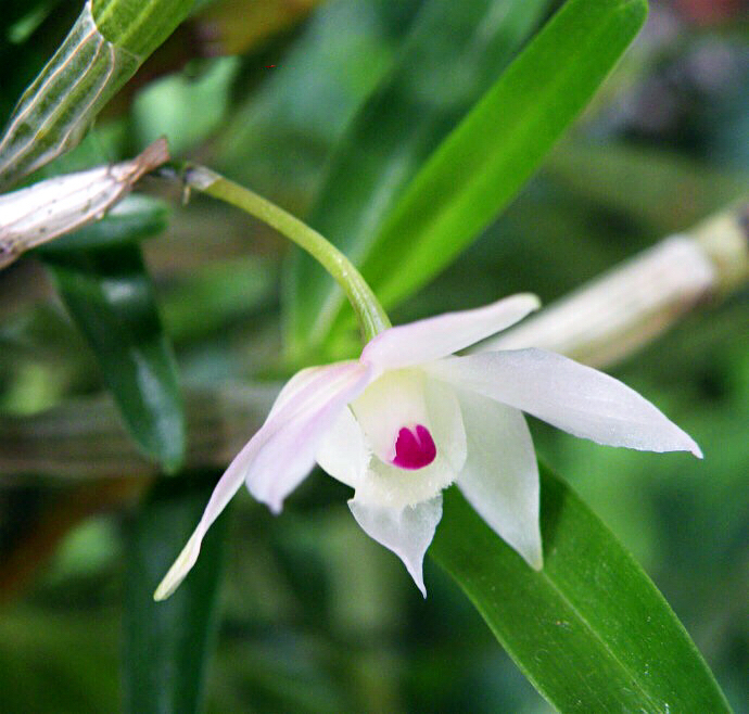 大自然石斛花,哪种石斛花好看又好吃