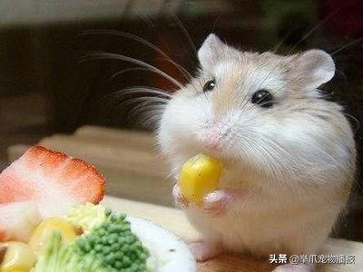 剔骨达人！原来小仓鼠才是吃货界的技巧扛把子