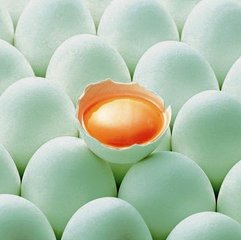 快速带你了解绿壳鸡蛋,揭秘绿壳鸡蛋