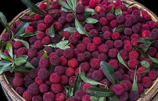 洗杨梅用面粉还是用盐,盐水泡杨梅虫子为什么会爬出来