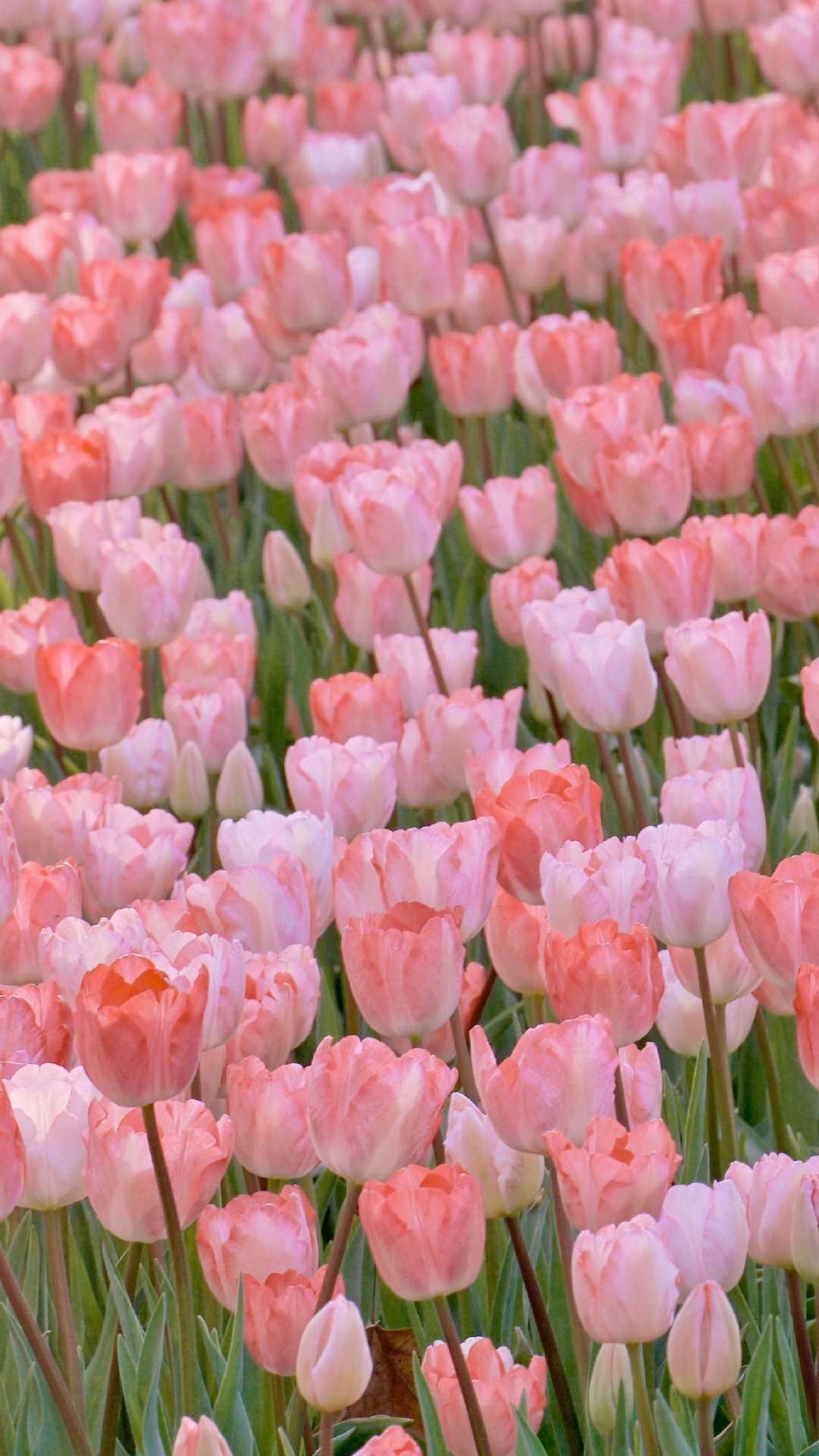 100张绝美壁纸海景,绝美壁纸夕阳窗户