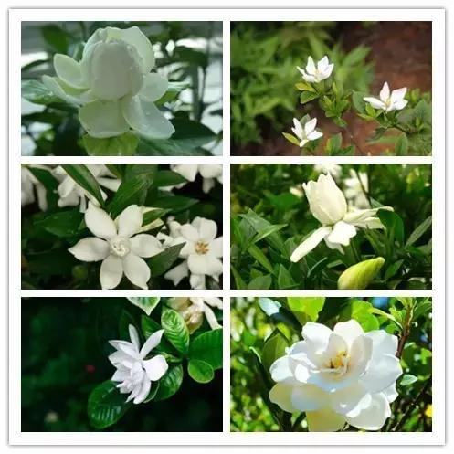 100种常见花卉资料大全,常见100种花卉介绍图片