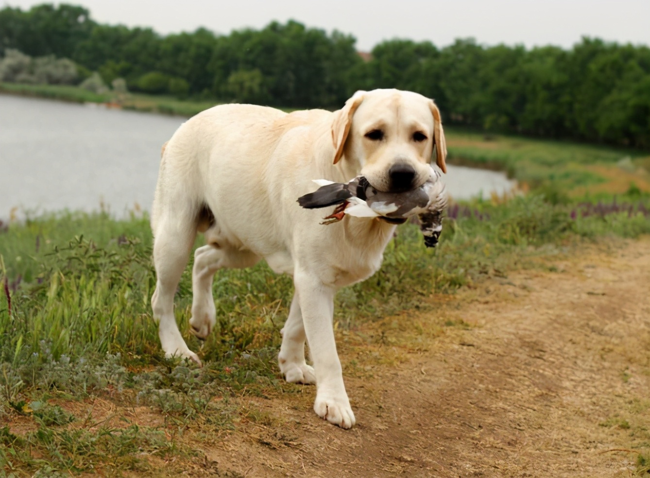 拉布拉多幼犬被骗,拉布拉多犬被骗
