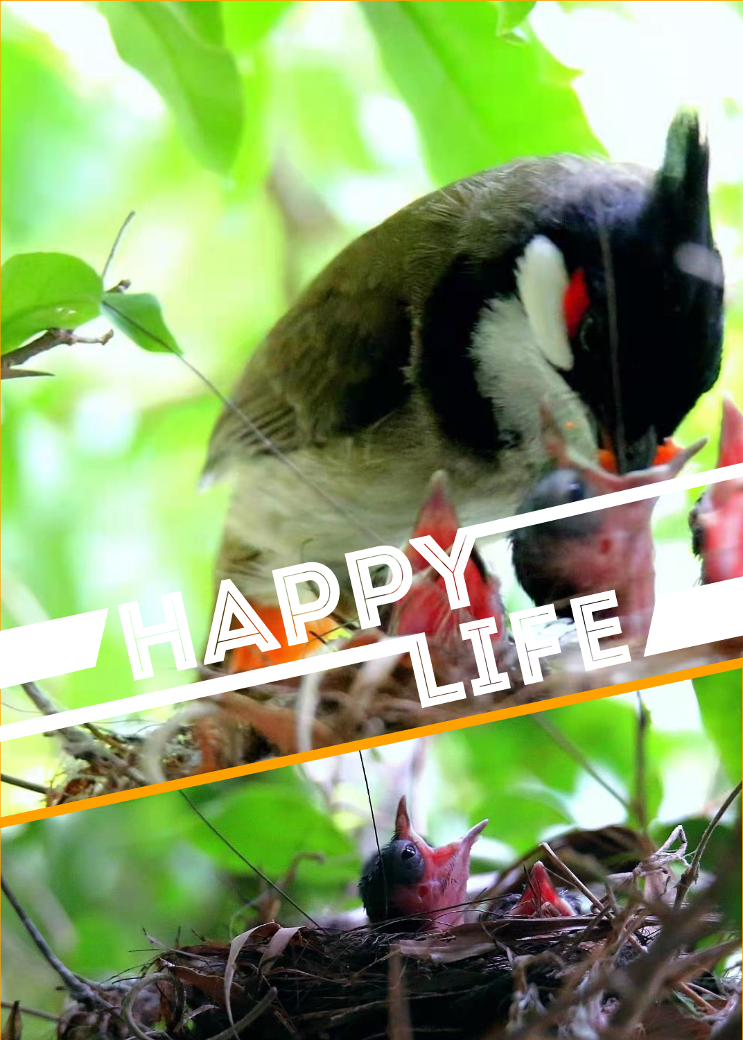 景美人善！我红耳鹎成都“安家”日常曝光