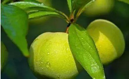 农产品创意广告词大全,农产品广告语宣传语集锦