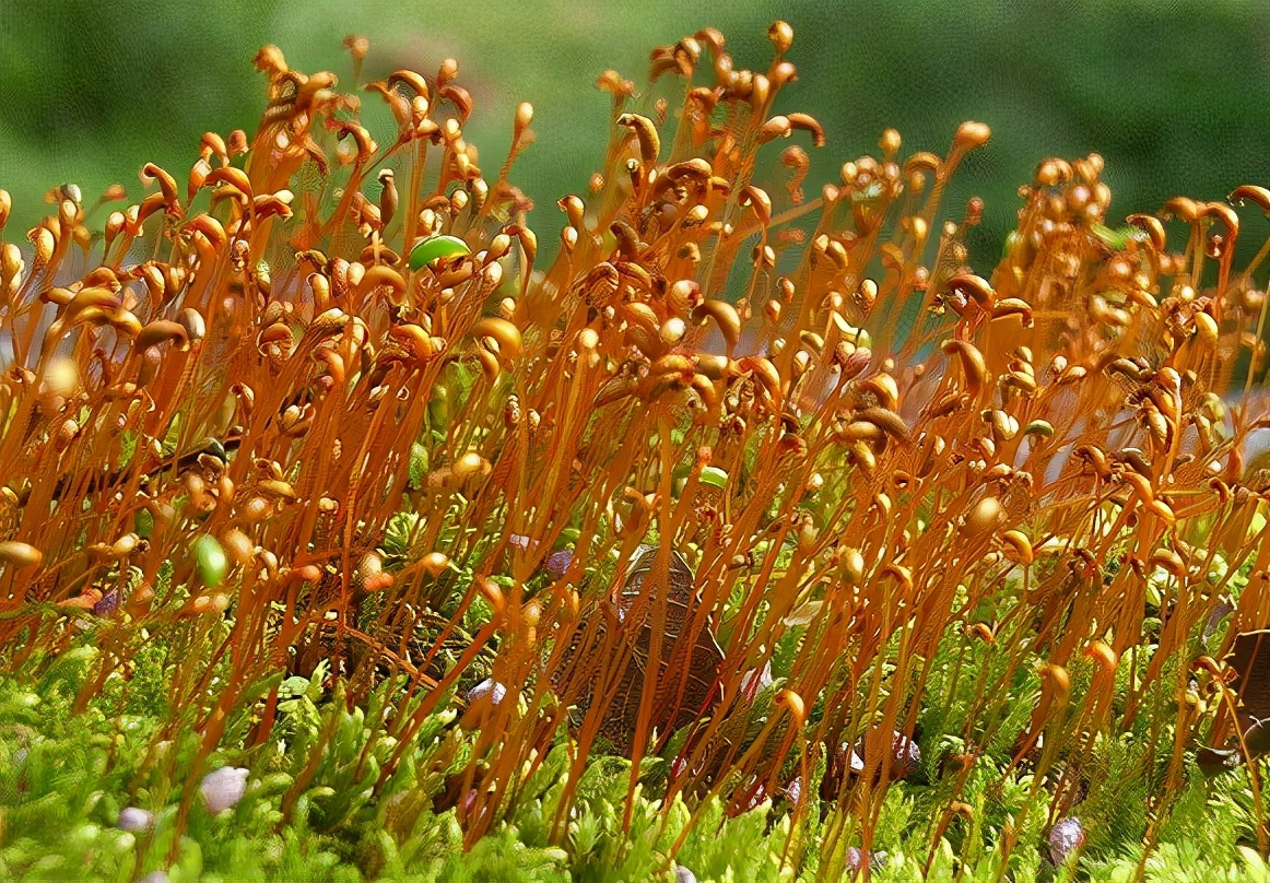1月至12月生日花的花语,什么花语是祝福生日快乐的花