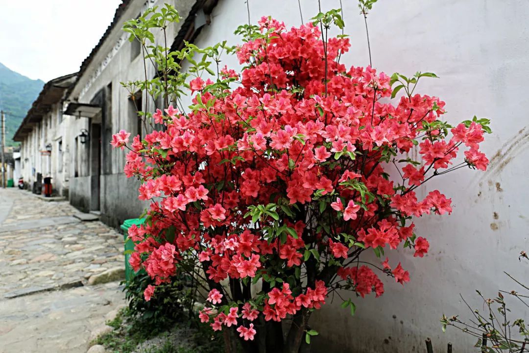 100种常见观叶植物图鉴史上最全,农村常见的100种植物