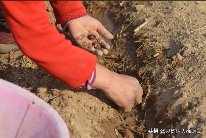 桃树种子播种繁殖的还需要嫁接吗,六月嫁接春季栽的小桃树可以吗